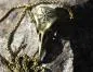 Preview: Großer Rabenschädel mit Aegishjalmur verziert