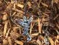 Preview: Stainless steel winged dragon Preview: Stainless steel winged dragon